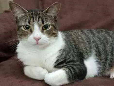 Gato ra a Srd idade 3 anos nome Joey