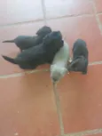 Não tem mone 