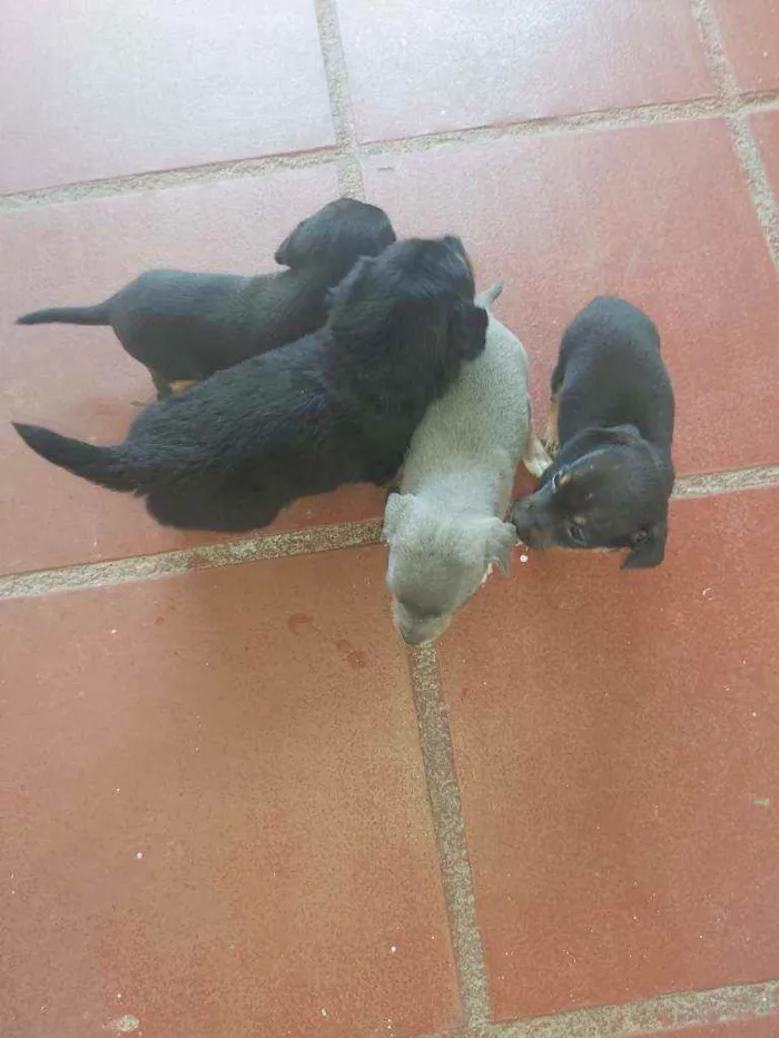 Cachorro ra a Pintier idade Abaixo de 2 meses nome Não tem mone 