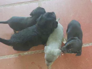Cachorro raça Pintier idade Abaixo de 2 meses nome Não tem mone 