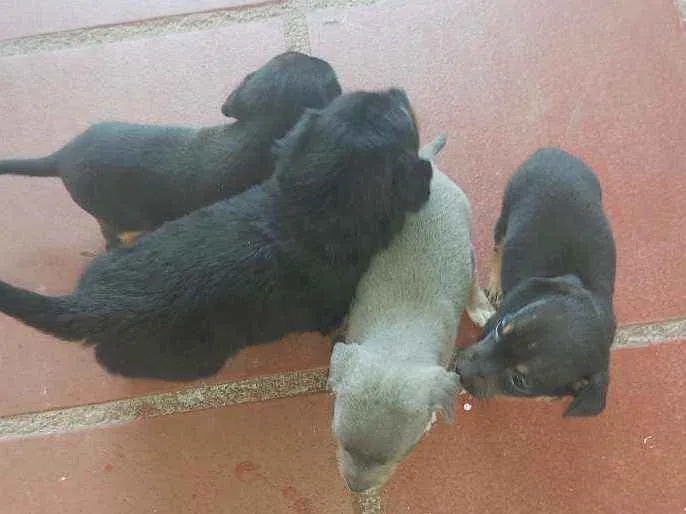 Cachorro ra a Pintier idade Abaixo de 2 meses nome Não tem mone 