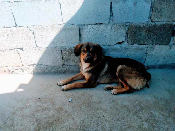 Cachorro ra a Desconhecida idade 1 ano nome Billy
