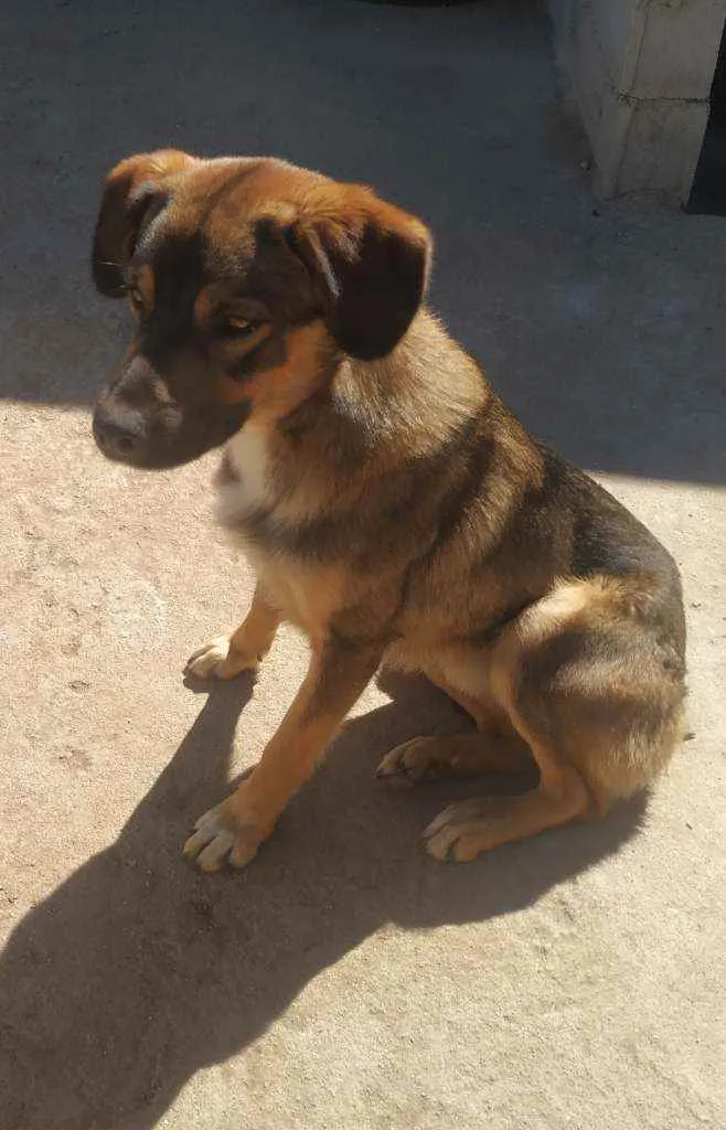 Cachorro ra a Desconhecida idade 1 ano nome Billy