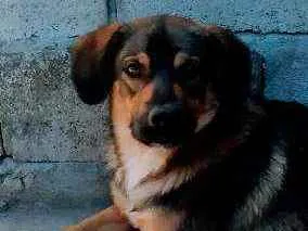 Cachorro ra a Desconhecida idade 1 ano nome Billy