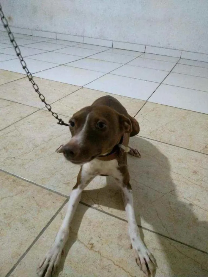 Cachorro ra a  idade 1 ano nome Jenife 