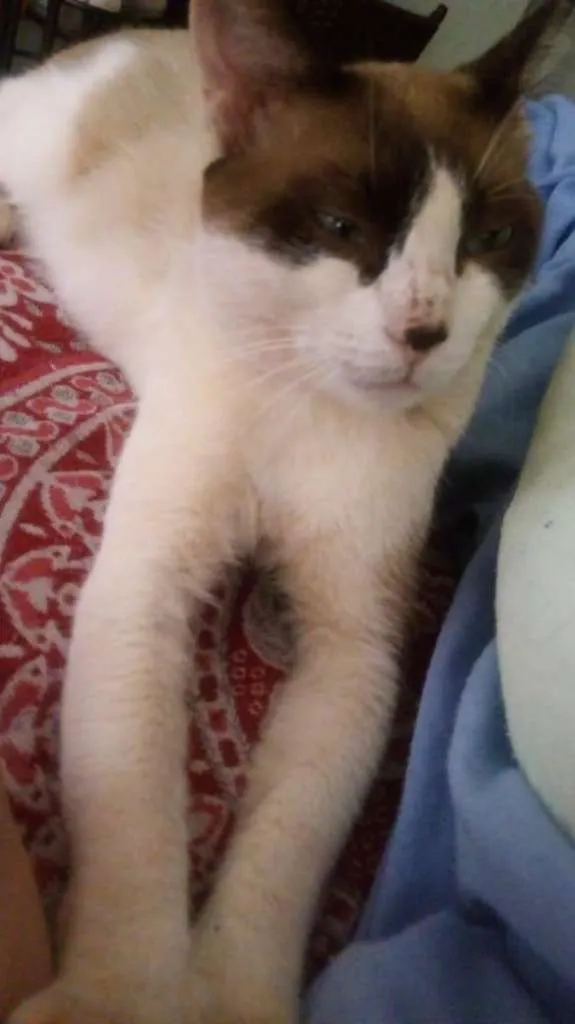 Gato ra a SRD idade 1 ano nome Chuck