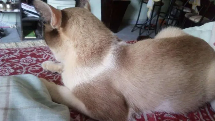 Gato ra a SRD idade 1 ano nome Chuck