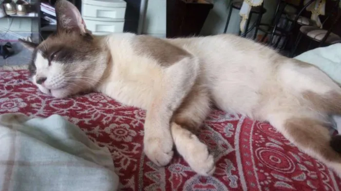 Gato ra a SRD idade 1 ano nome Chuck