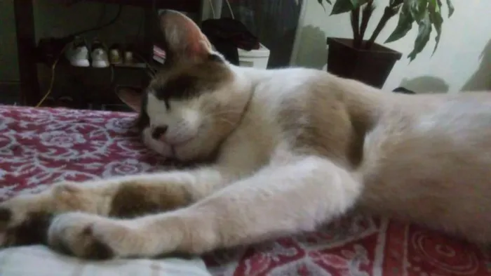 Gato ra a SRD idade 1 ano nome Chuck