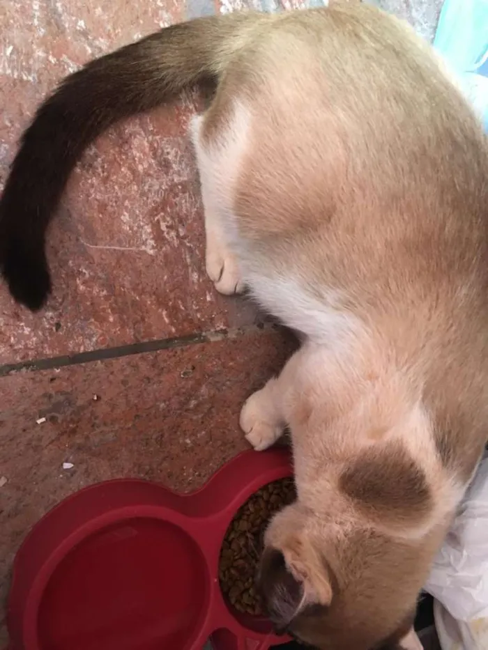 Gato ra a SRD idade 1 ano nome Chuck