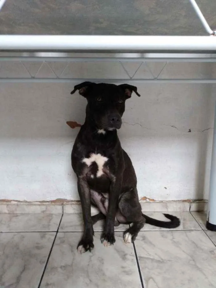 Cachorro raça Pitbull com vira-lata idade 7 a 11 meses nome Apollo