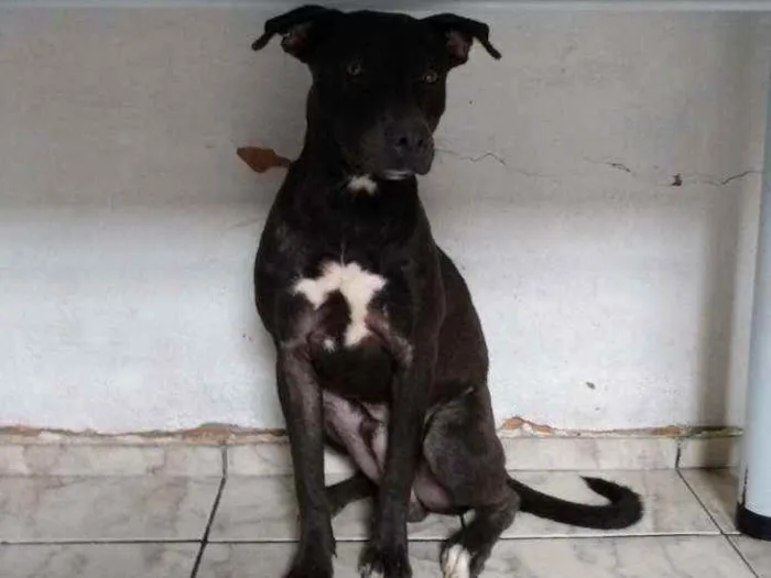 Cachorro raça Pitbull com vira-lata idade 7 a 11 meses nome Apollo