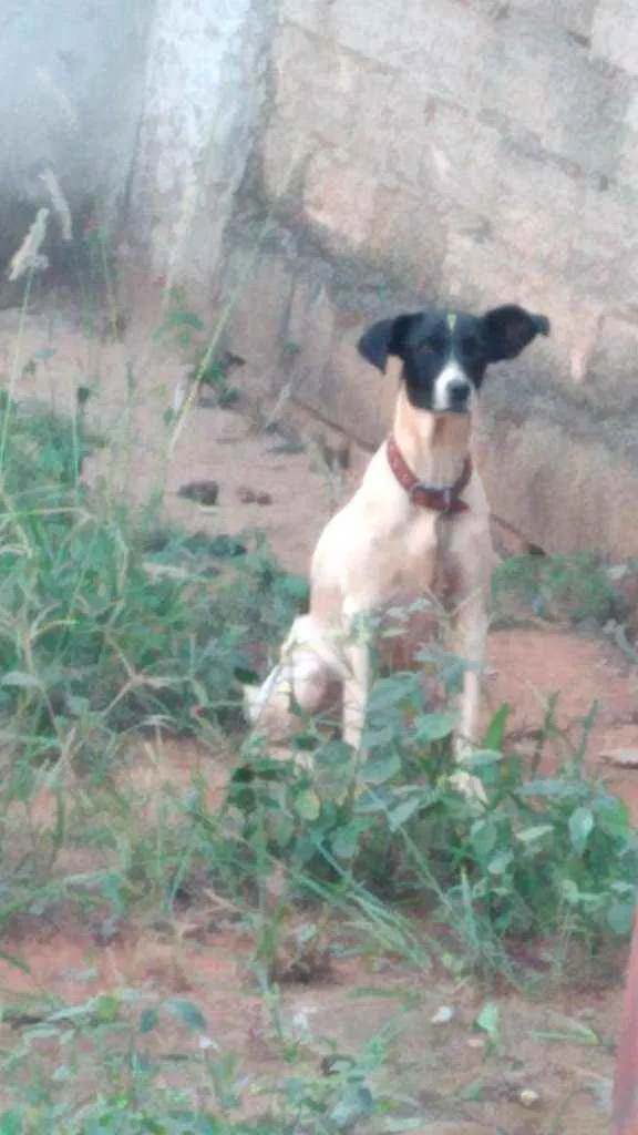 Cachorro raça Cofap com vira-lata  idade 3 anos nome Nyna 