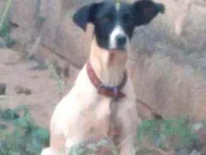 Cachorro raça Cofap com vira-lata  idade 3 anos nome Nyna 