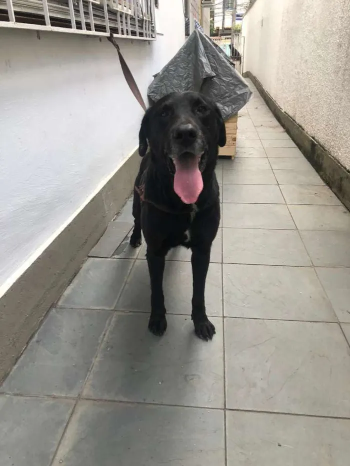 Cachorro ra a Labrador idade 4 anos nome APOLO