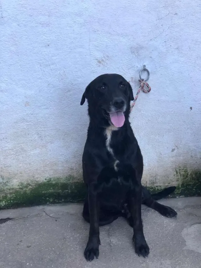 Cachorro ra a Labrador idade 4 anos nome APOLO