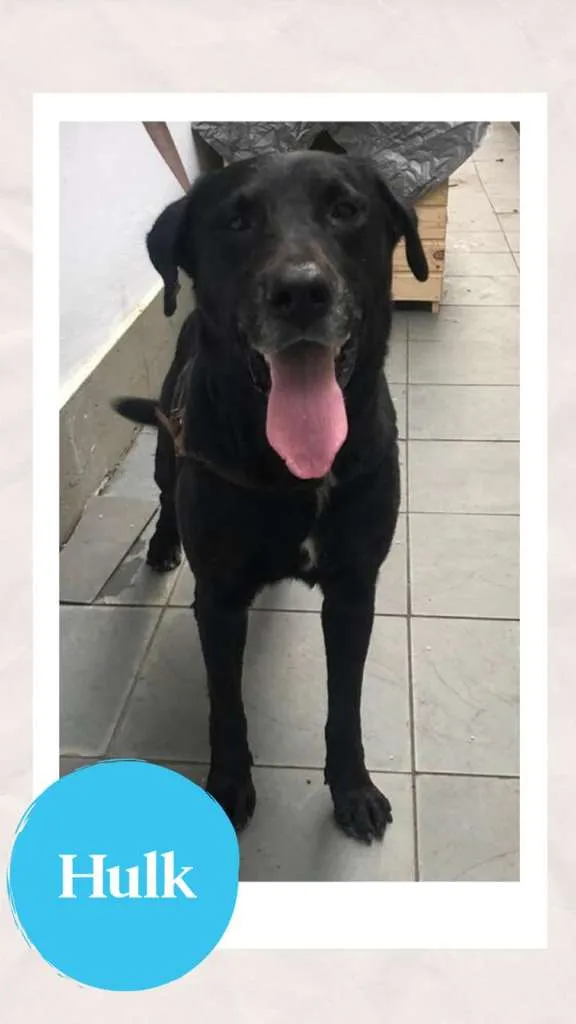 Cachorro ra a Labrador idade 4 anos nome APOLO