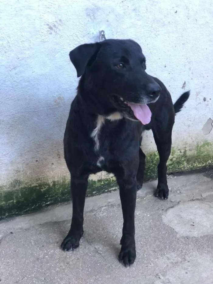 Cachorro ra a Labrador idade 4 anos nome APOLO