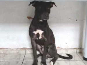 Cachorro raça Pitbull com vira-lata idade 7 a 11 meses nome Apollo