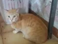 Fofa