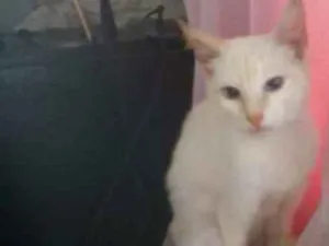 Gato raça SRD idade 2 a 6 meses nome Branquinha 