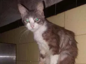 Gato raça SRD idade 2 a 6 meses nome Sem nome
