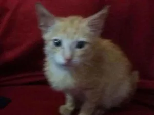 Gato raça SRD idade 2 a 6 meses nome Sem nome