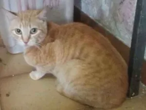 Gato raça SRD idade 1 ano nome Fofa