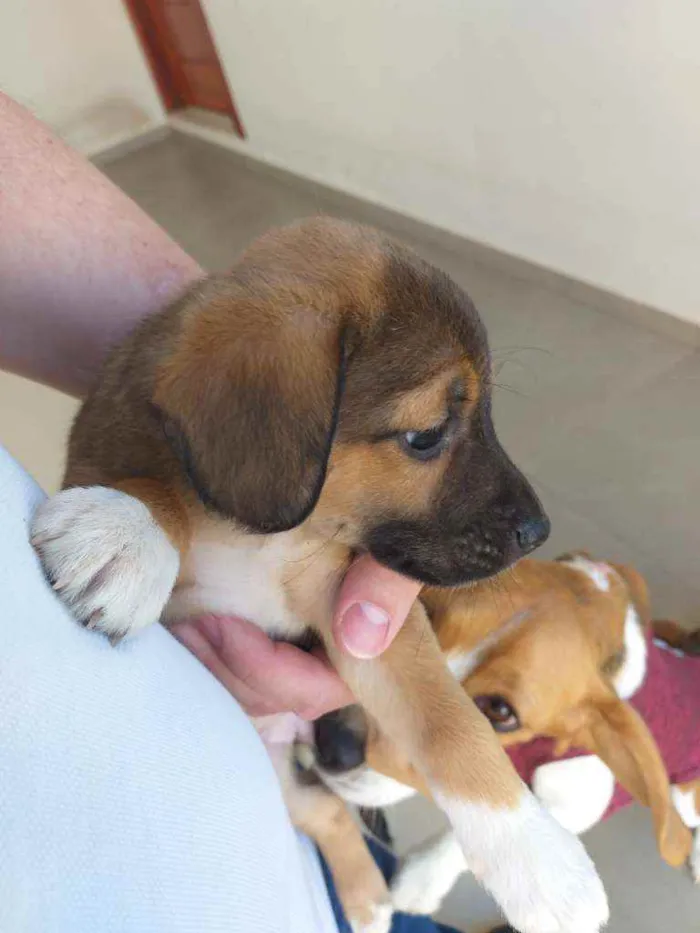 Cachorro raça Sem raça idade Abaixo de 2 meses nome Sem nome
