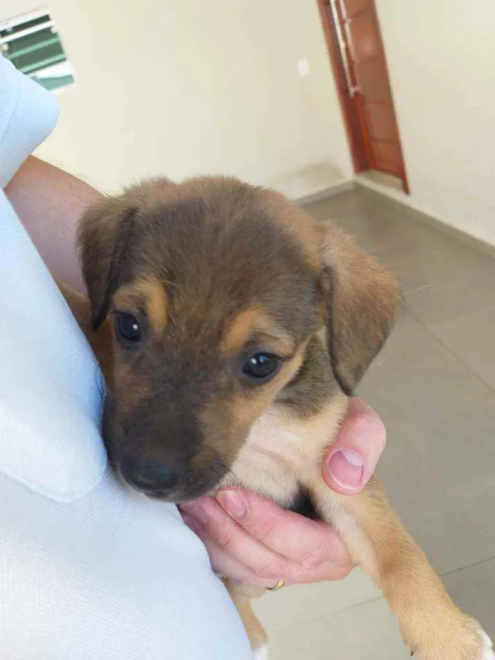 Cachorro raça Sem raça idade Abaixo de 2 meses nome Sem nome
