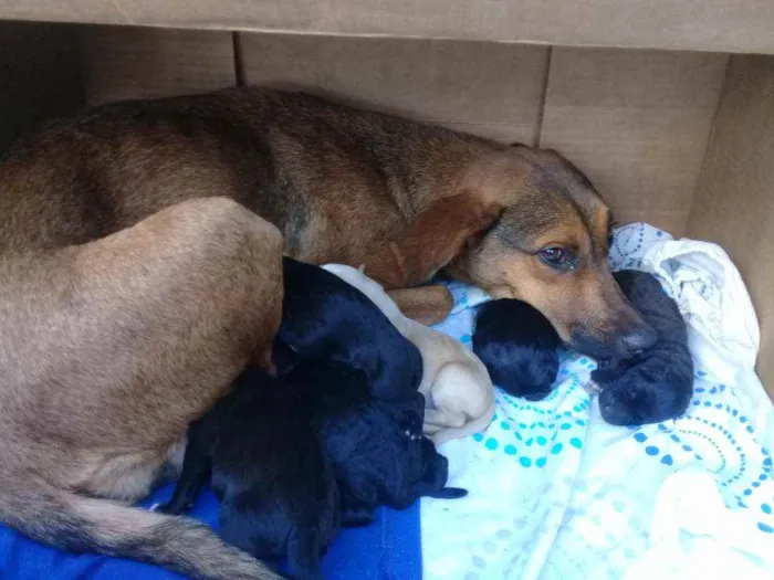 Cachorro raça  idade Abaixo de 2 meses nome Não tem nome