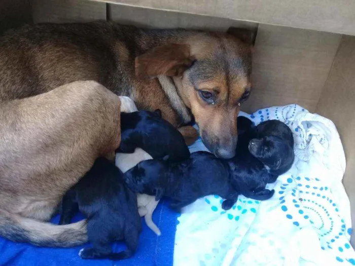 Cachorro raça  idade Abaixo de 2 meses nome Não tem nome