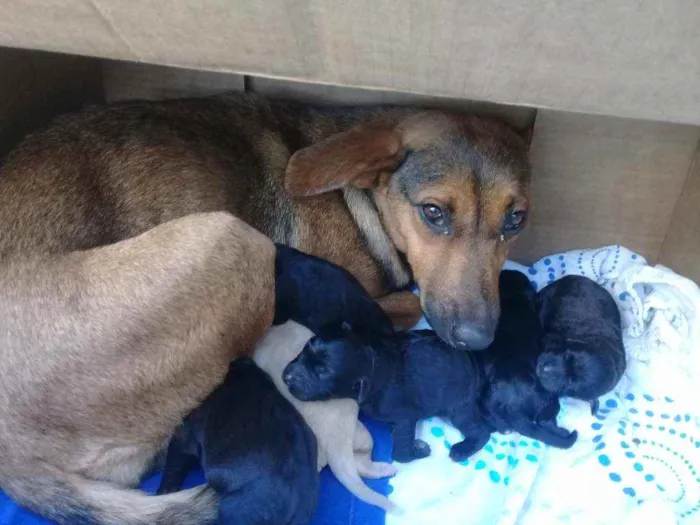 Cachorro raça  idade Abaixo de 2 meses nome Não tem nome