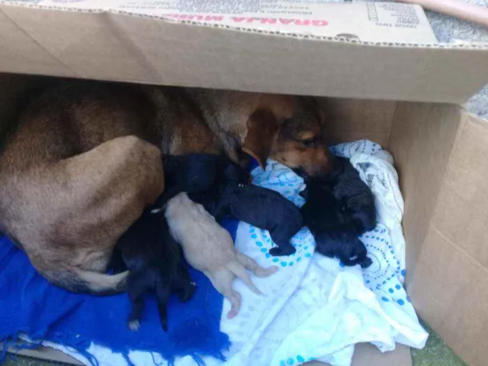 Cachorro raça  idade Abaixo de 2 meses nome Não tem nome