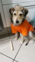 Caetaninho
