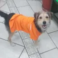 Caetaninho