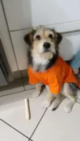 Caetaninho