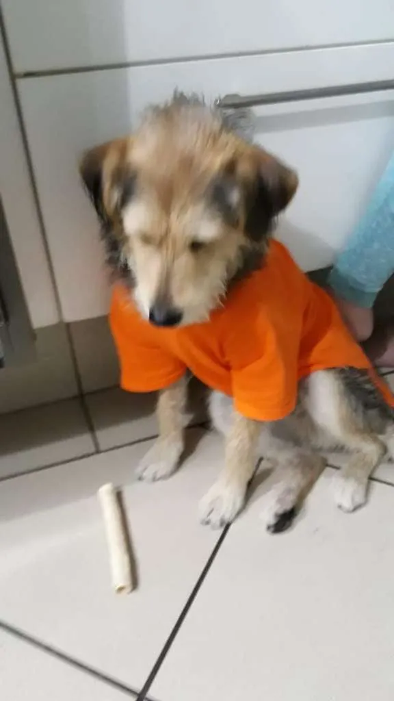 Cachorro ra a Srd idade 7 a 11 meses nome Caetaninho