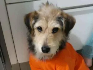 Cachorro raça Srd idade 7 a 11 meses nome Caetaninho