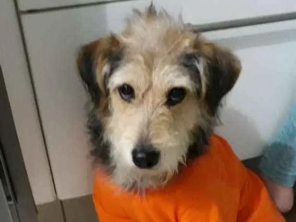 Cachorro ra a Srd idade 7 a 11 meses nome Caetaninho