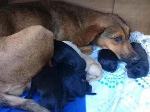 Cachorro raça  idade Abaixo de 2 meses nome Não tem nome