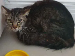 Gato raça SRD idade 1 ano nome Thor