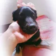 Kiara