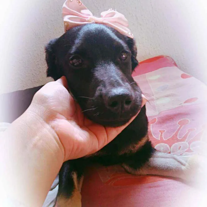 Cachorro ra a Rottweiler/Labrador idade 7 a 11 meses nome Kiara