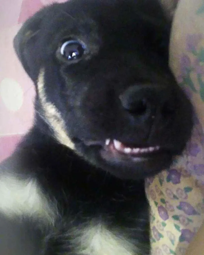 Cachorro ra a Rottweiler/Labrador idade 7 a 11 meses nome Kiara