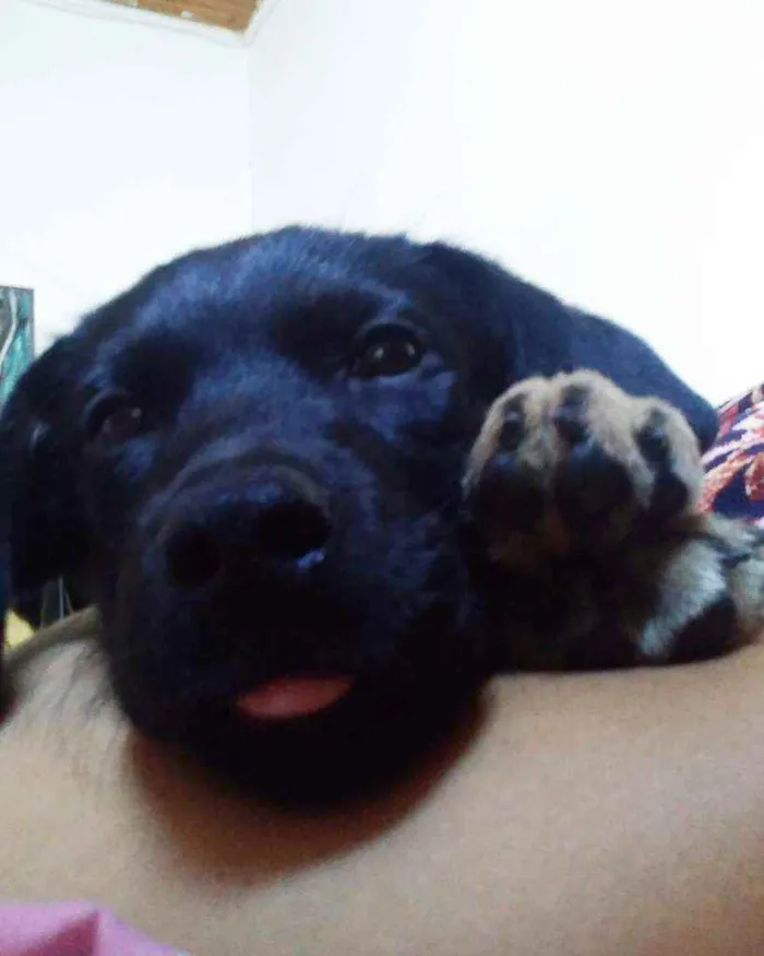 Cachorro ra a Rottweiler/Labrador idade 7 a 11 meses nome Kiara