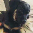 Kiara