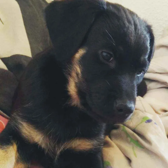 Cachorro ra a Rottweiler/Labrador idade 7 a 11 meses nome Kiara