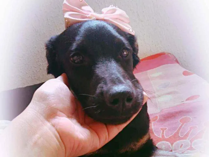 Cachorro ra a Rottweiler/Labrador idade 7 a 11 meses nome Kiara