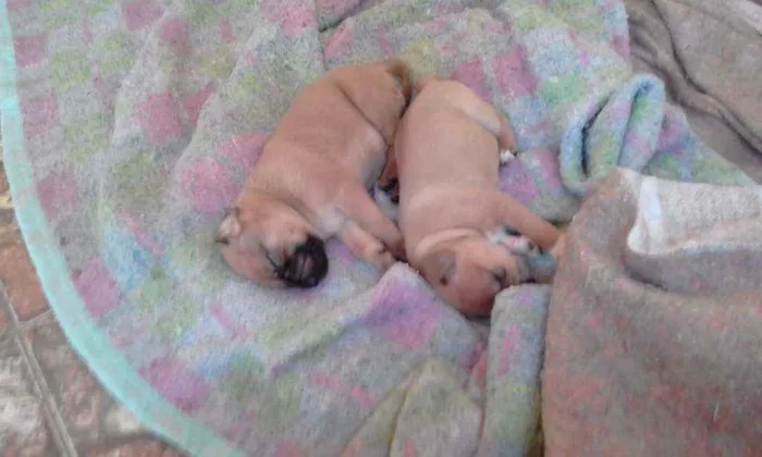 Cachorro raça Vira-lata idade 2 a 6 meses nome Cacau